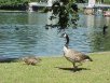A goose near the pond in Boston Public Gardens