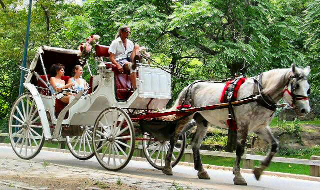 horse drawn carriage in Central Park