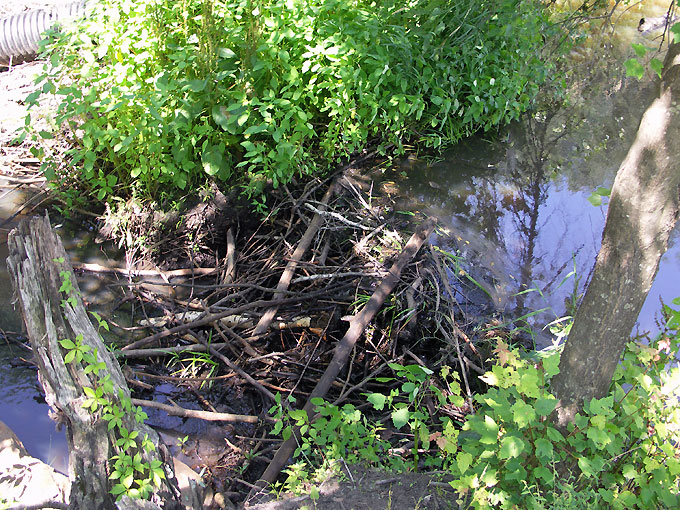 beaver or muskrat dam in a stream Broad Meadow Brook sanctuary