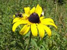 Broad Meadow Brook Sanctuary