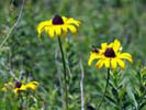 Broad Meadow Brook Sanctuary