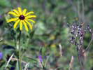 Broad Meadow Brook Sanctuary