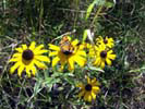 Broad Meadow Brook Sanctuary