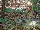 Broad Meadow Brook Sanctuary