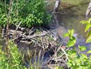 Broad Meadow Brook Sanctuary