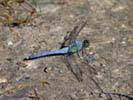 Broad Meadow Brook Sanctuary