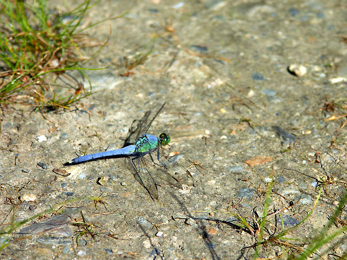 Broad Meadow Brook