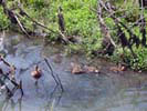 Broad Meadow Brook Sanctuary