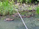 Broad Meadow Brook Sanctuary