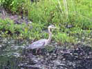 Broad Meadow Brook Sanctuary