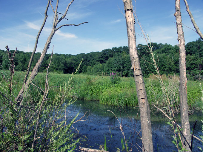 Broad Meadow Brook