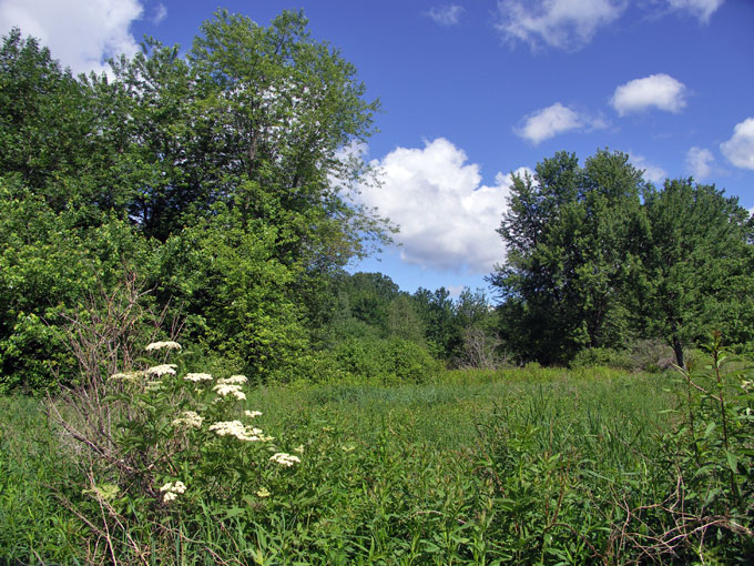 Broad Meadow Brook