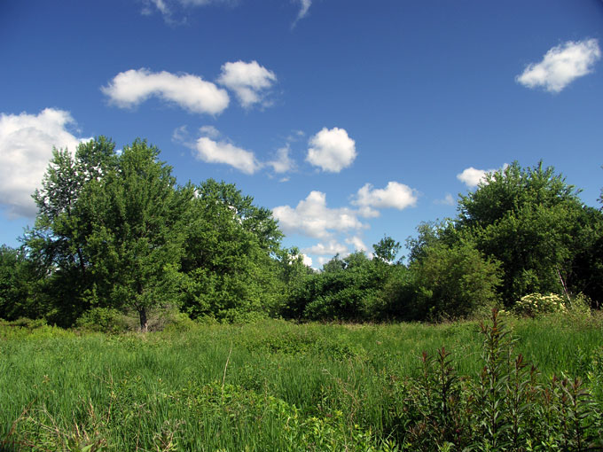 Broad Meadow Brook