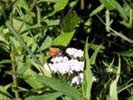 Broad Meadow Brook Sanctuary