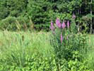 Broad Meadow Brook Sanctuary