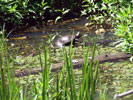 Broad Meadow Brook Sanctuary