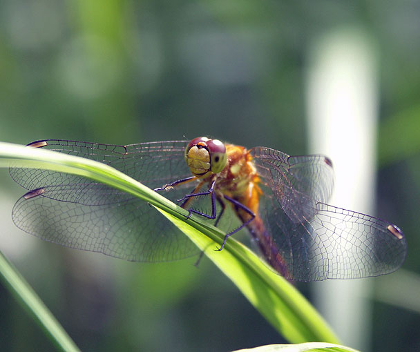 Dragonfly at Broad Meadow Brook Sanctuary
