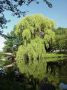 A willow tree and its reflection in Boston's Charles River 