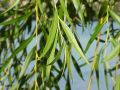 the green leaves of a willow tree 