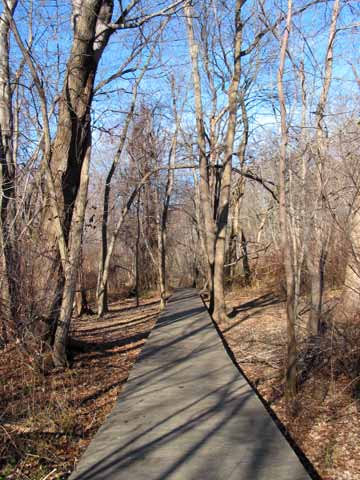 a wooden walkway on the Carol J.Getchell Nature Trail in Saxonville