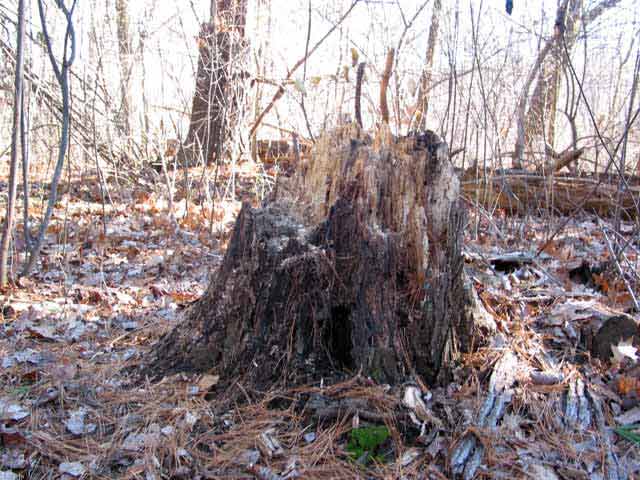 A tree stump along the Carol J.Getchell Nature Trail in Saxonville