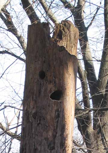 A tree with woodpecket nests oalongside the  Carol J.Getchell Nature Trail in Saxonville